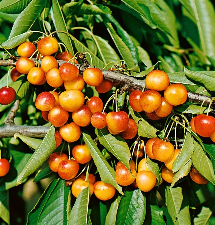 Süßkirsche 'Große Prinzessinkirsche'