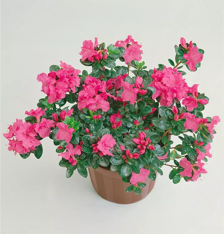 Indische Azalee 'Flamenco'