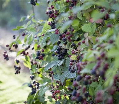 Brombeeren – wilde Leckereien mit langer Tradition Brombeeren – wilde Leckereien mit langer Tradition